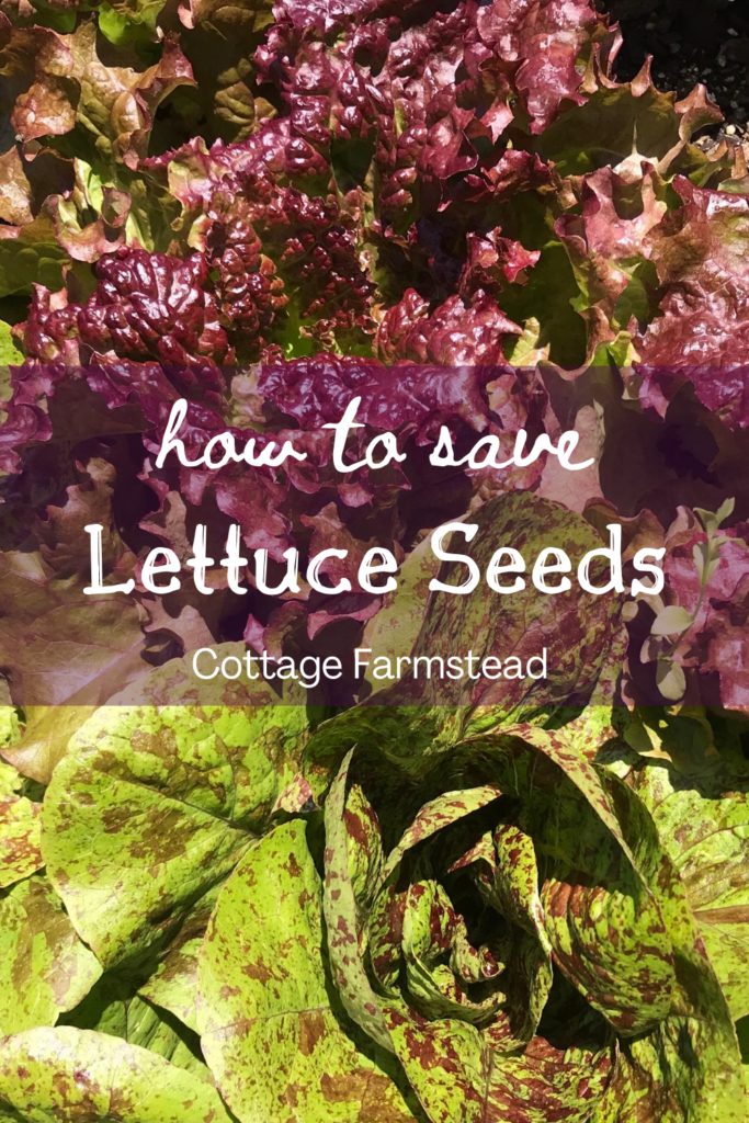 Lettuce seed saving in 3 simple steps - Cottage Farmstead